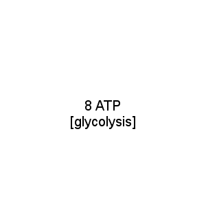 8 ATP [glycolysis]